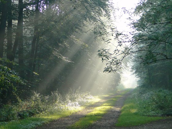 Wald Stovern
