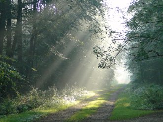 Wald Stovern
